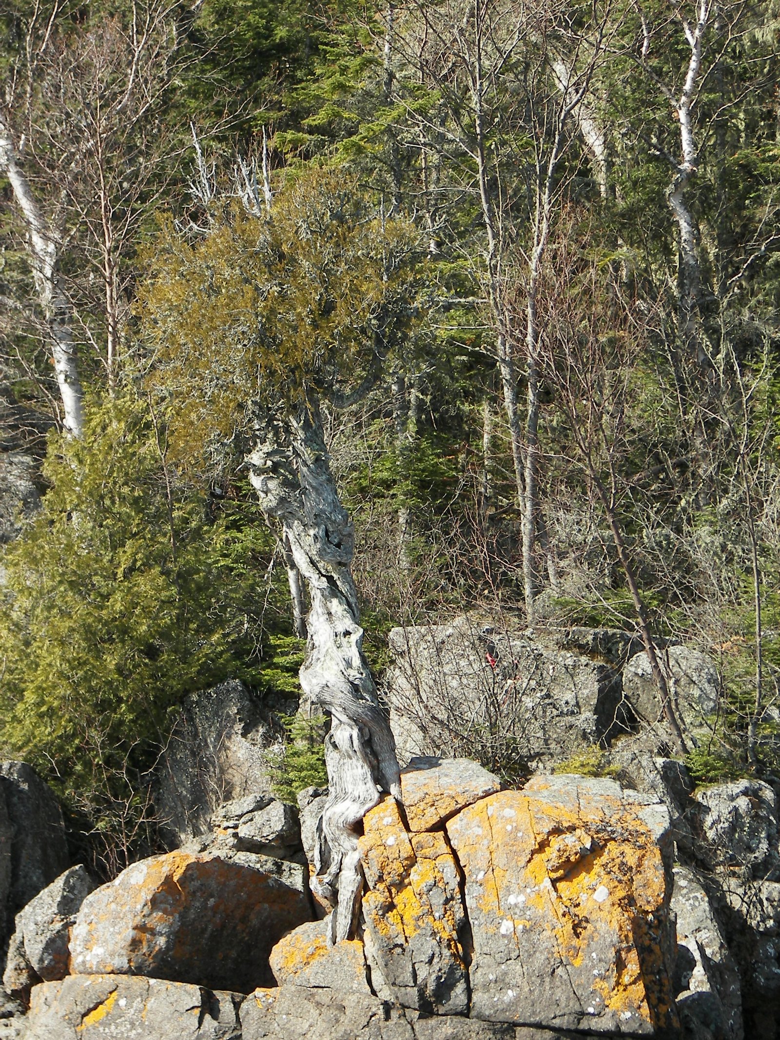 The Spirit Little Cedar Tree from the shoreline.